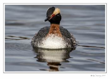 horned grebe 3 copy.jpg